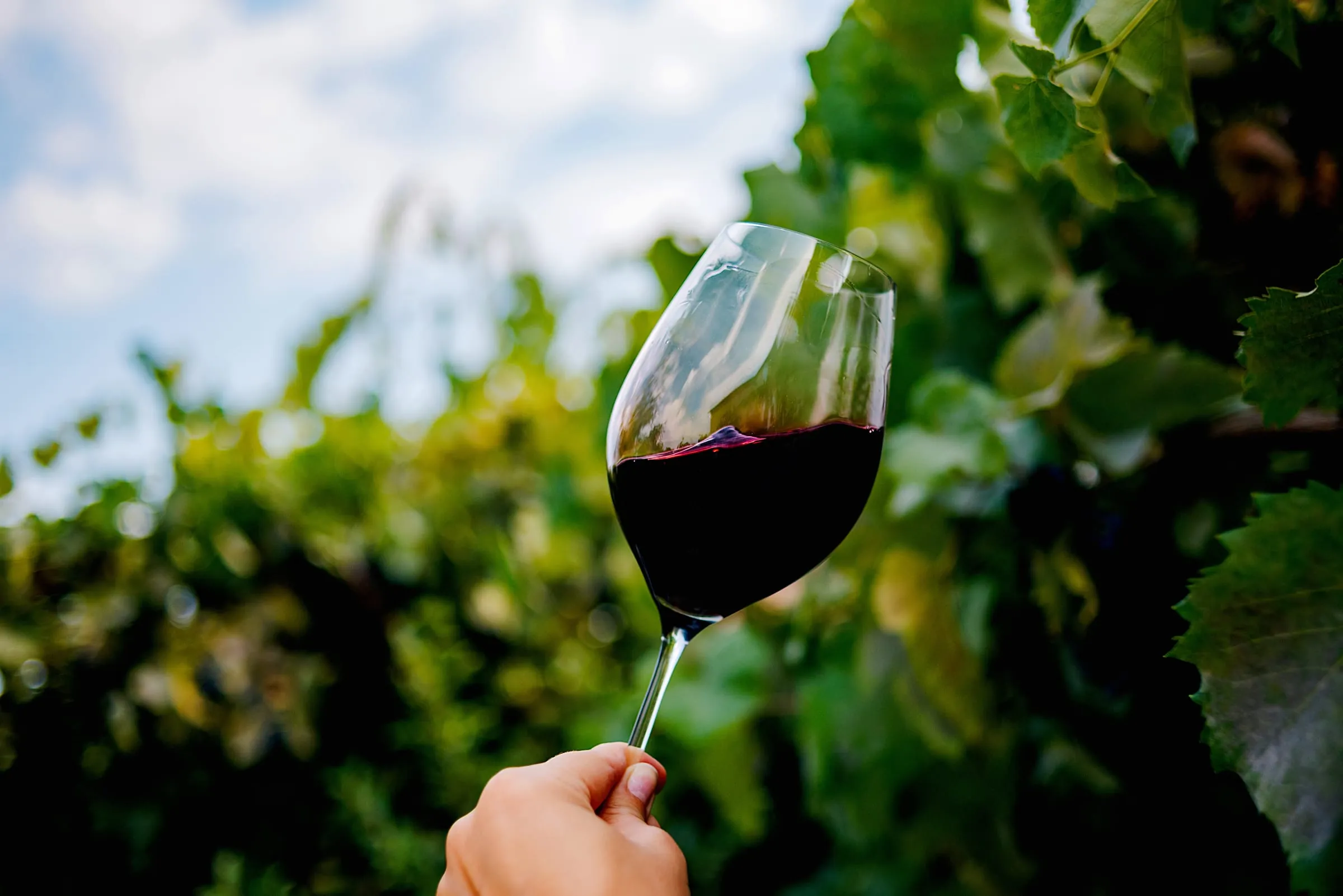 Vineyard rows in the Zeta wine region